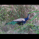 Ein Pfau neben dem Weg zum Strand